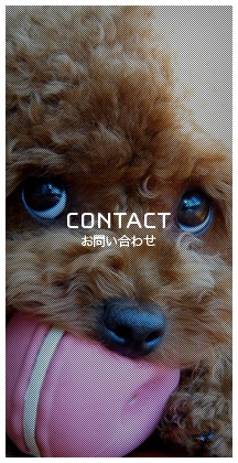 CONTACT お問い合わせ
